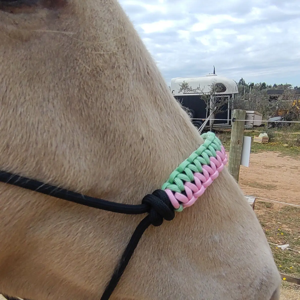 Halter Narcisse 2