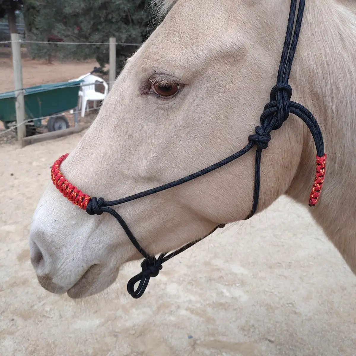 Halter Lys