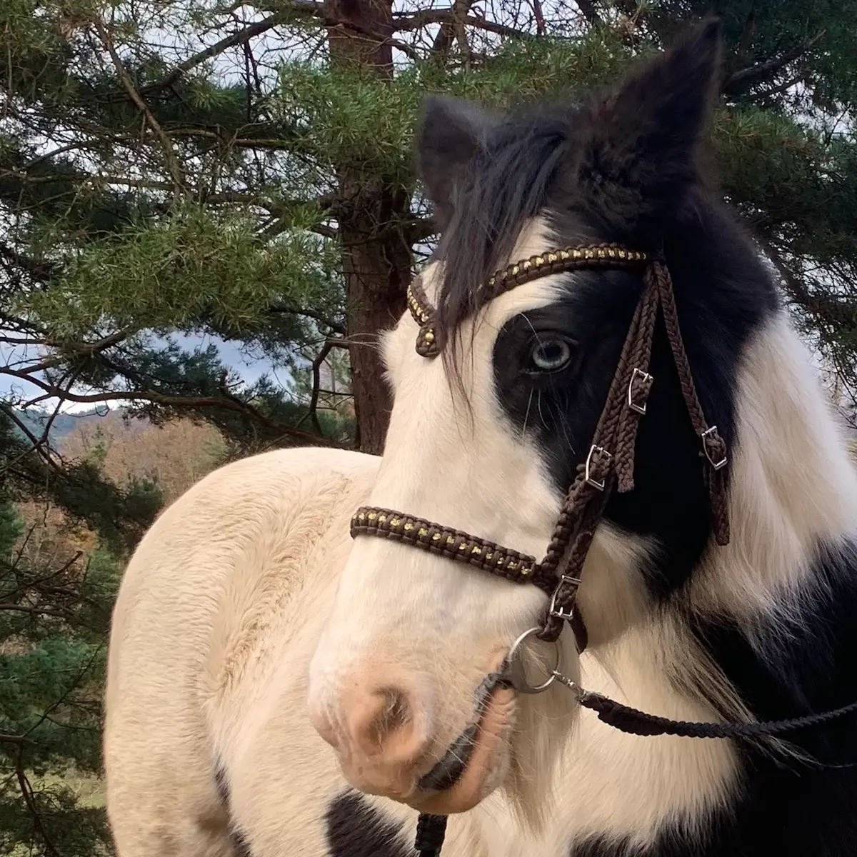 Filet d'équitation artisanal avec frontal en pointe 2