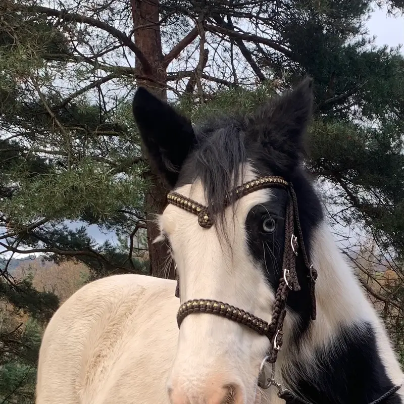 Filet d'équitation artisanal avec frontal en pointe 3