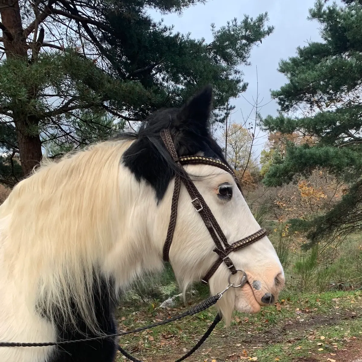 Filet d'équitation artisanal avec frontal en pointe 4